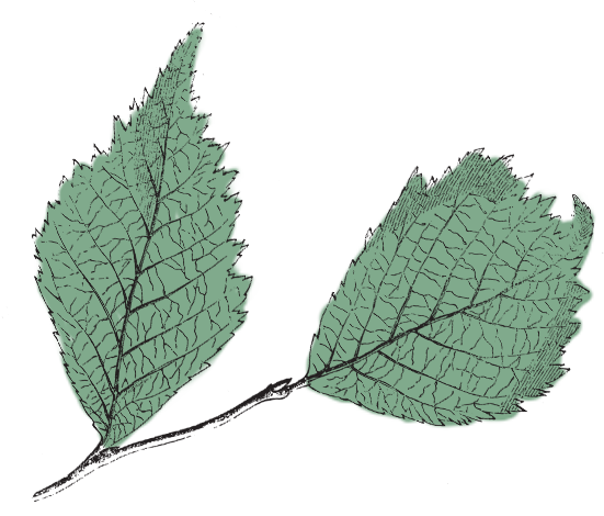 Grafika przedstawiająca gałązkę z dwoma zielonymi liśćmi